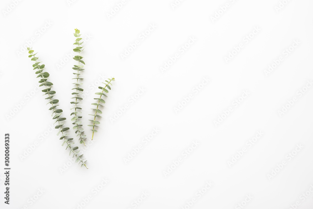 Branches of eucalyptus are on top of white table. Top view with copy space, flat lay. Branches of eucalyptus are on top of white table. Top view with copy space, flat lay.