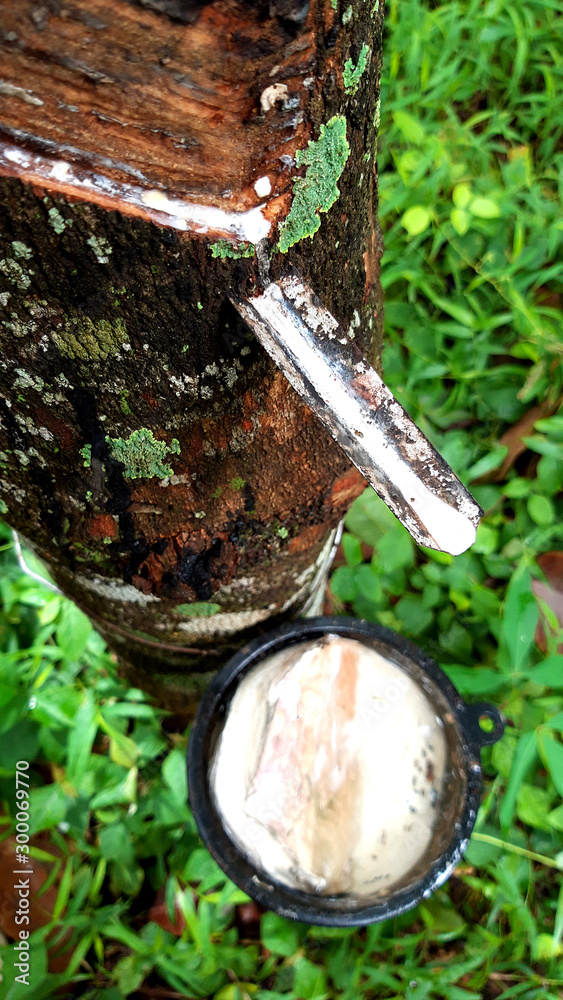 Rubber tree and bowl filled with latex. Rubber tree and bowl filled with latex.