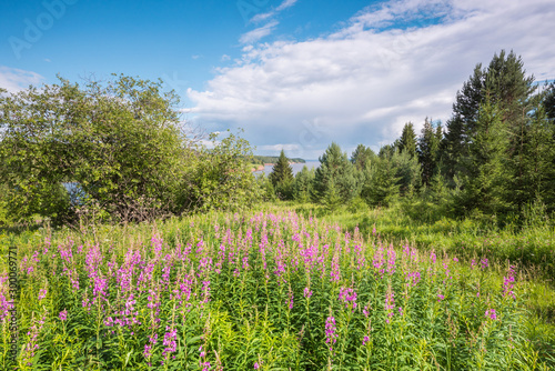 Flowers fireweed, epilobium, Ivan-tea against a green meadow and sky with clouds, healthy food, traditional medicine.