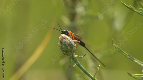 Ammophila is not a parasitic wasp Ammophila sabulosa, the red-banded sand wasp, is a species of the subfamily Ammophilinae of the hunting wasp family Sphecidae. Macro view insect photo