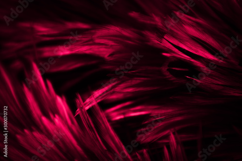 Beautiful abstract colorful red and pink feathers on dark background and soft white purple feather texture on white pattern