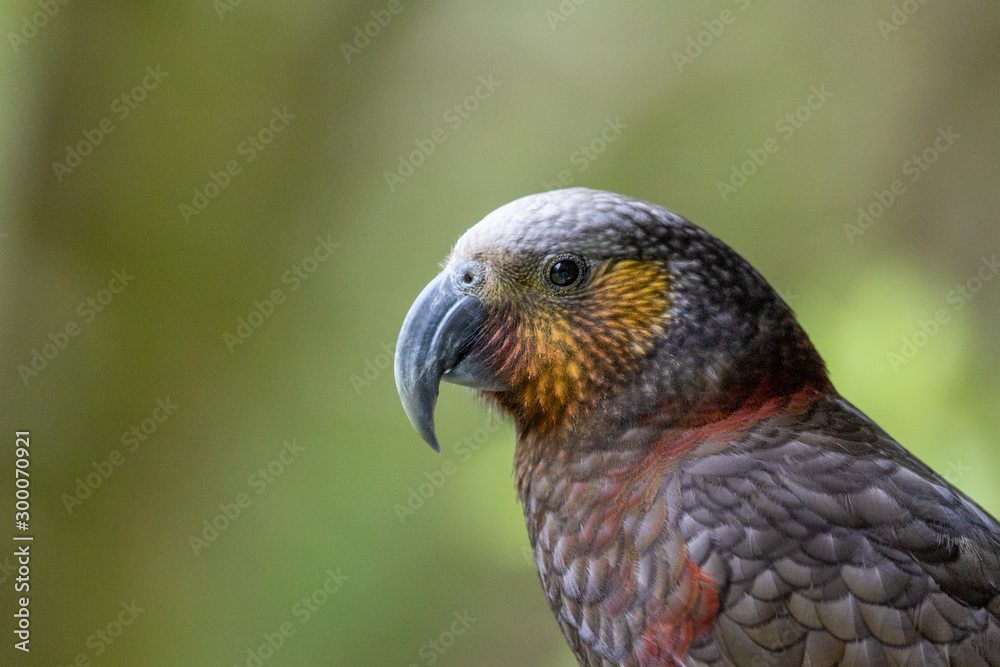 North Island Kaka in New Zealand North Island Kaka in New Zealand