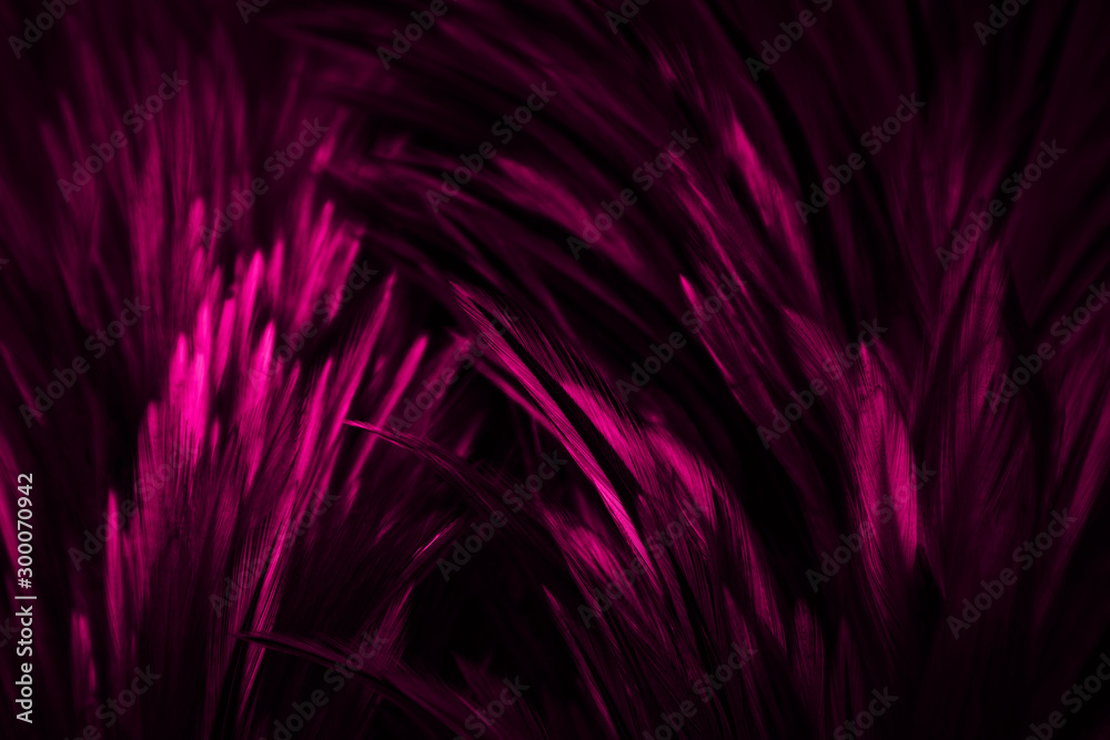 Beautiful abstract colorful red and pink feathers on dark background and soft white purple feather texture on white pattern