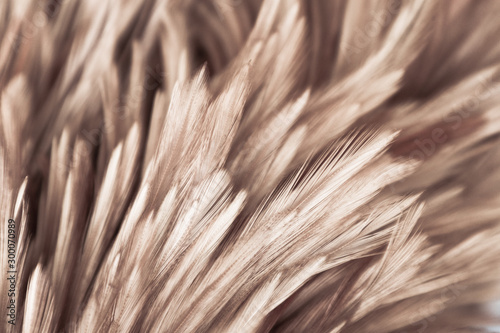 Beautiful abstract white gray and brown feathers on dark background and colorful soft brown white feather texture on white pattern