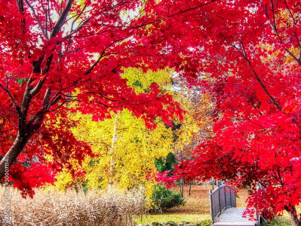 紅葉 秋 森 Stock Photo Adobe Stock
