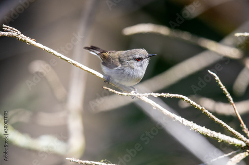 Grey Gerygone Warbler in New Zealand photo