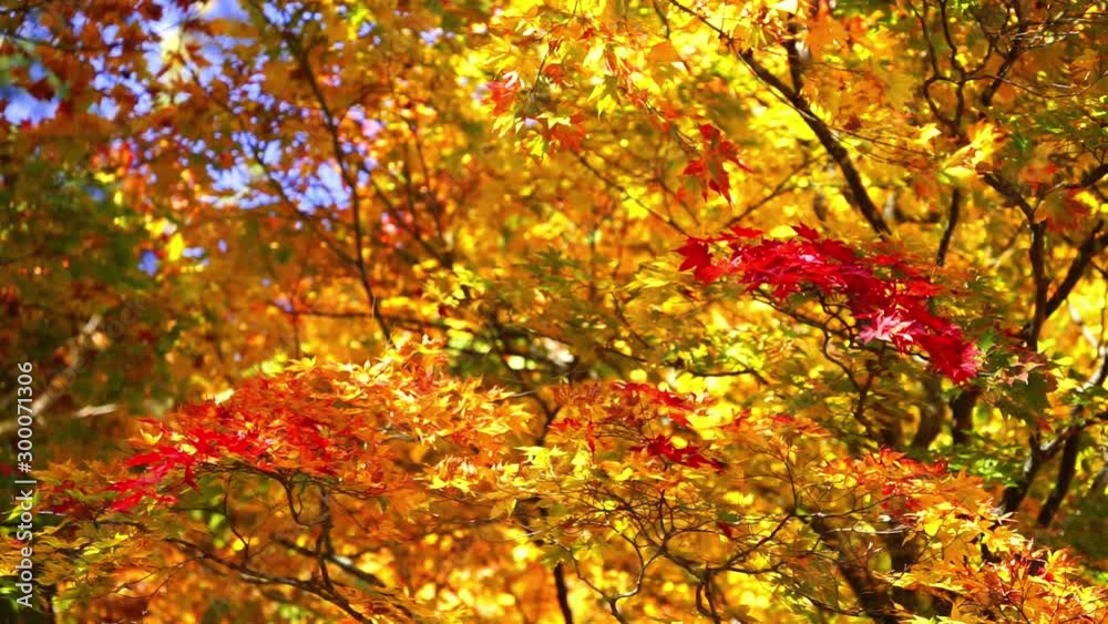 【紅葉イメージ】 紅葉 カエデ モミジ 【紅葉イメージ】 紅葉 カエデ モミジ