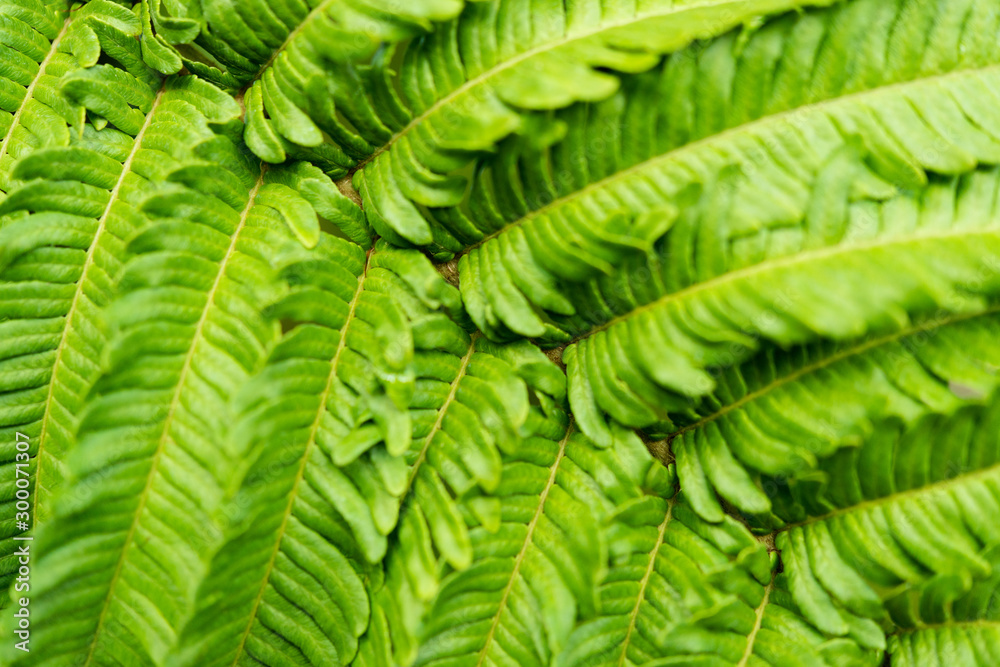 植物 植物