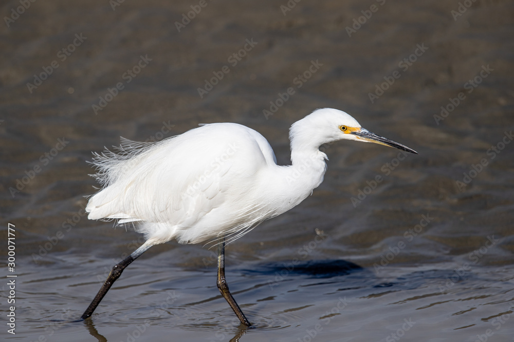 Little Egret in Australasia