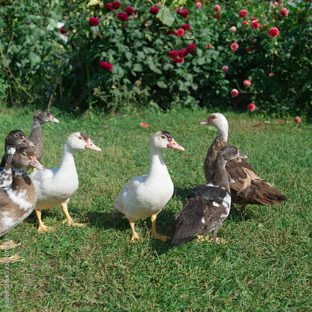 ducklings in a farmyard ducklings in a farmyard