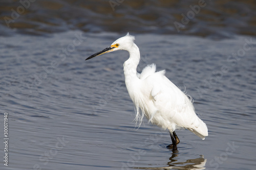 Little Egret in Australasia