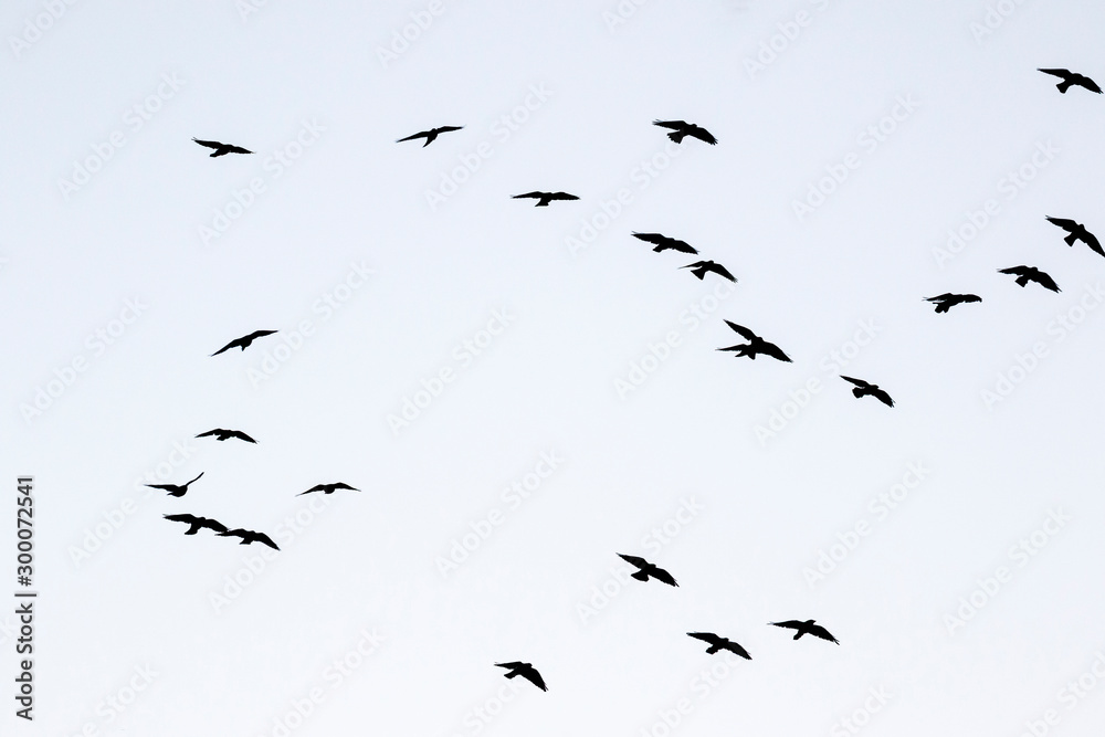 Silhouettes of jackdaws flying in the sky
