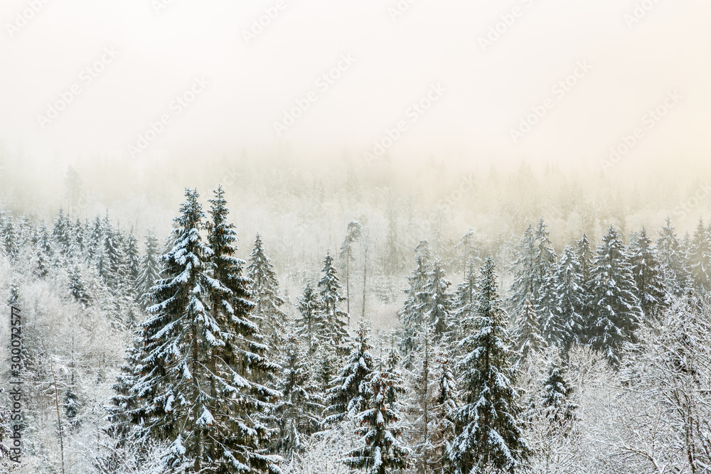 View of a forest with cold fog in winter
