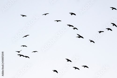 Silhouettes of jackdaws flying in the sky