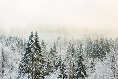 View of a forest with cold fog in winter © Lars Johansson