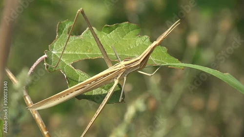 Acrida cinerea, Oriental longheaded grasshopper/locust, Chinese grasshopper sitting in green leaves of grass in summer meadow. Macro insect view photo