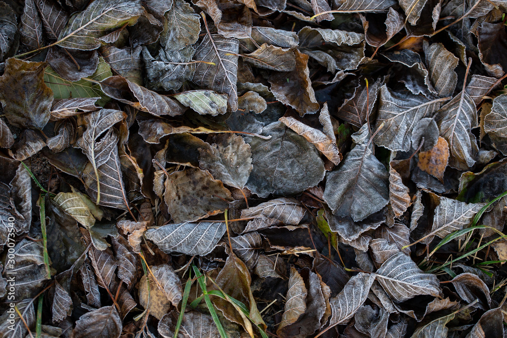 Background of autumn leaves in the frost to october or november Background of autumn leaves in the frost to october or november