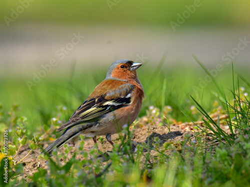 Male of the common chaffinch (Fringilla coelebs) singing in a park