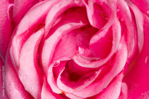 pink rose with water drops