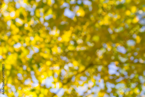 Autumn foliage abstract background © lijphoto