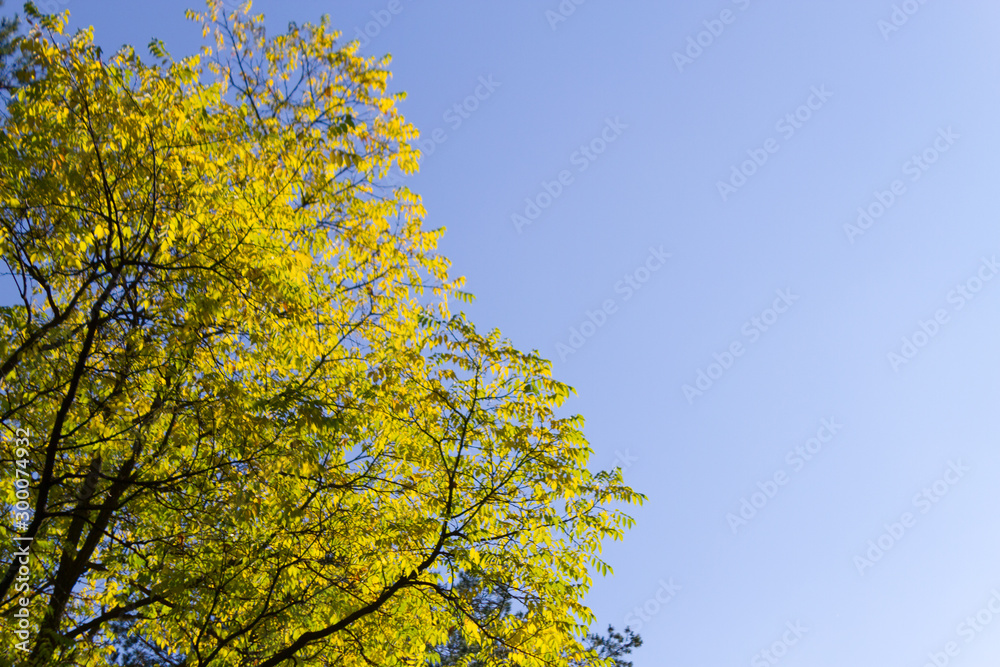 Autumn foliage abstract background