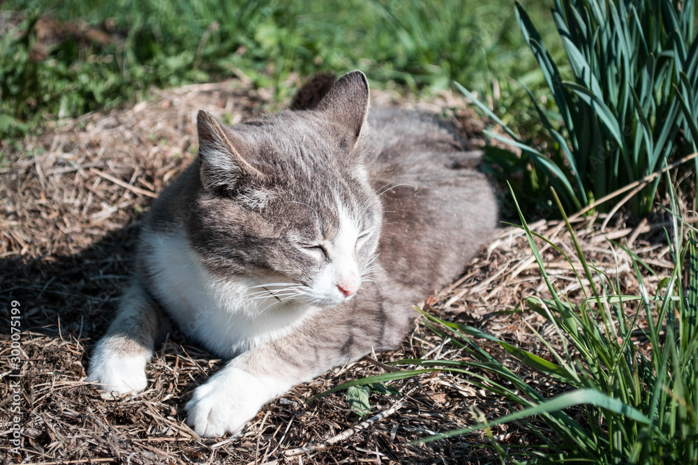 Cat slipping on the grass