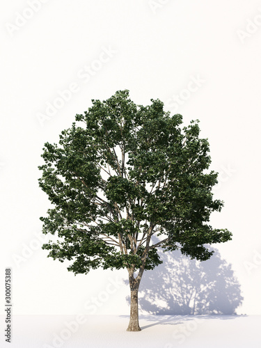 Trees isolated on white background  tropical trees isolated used for design  advertising and architecture. 3d rendering