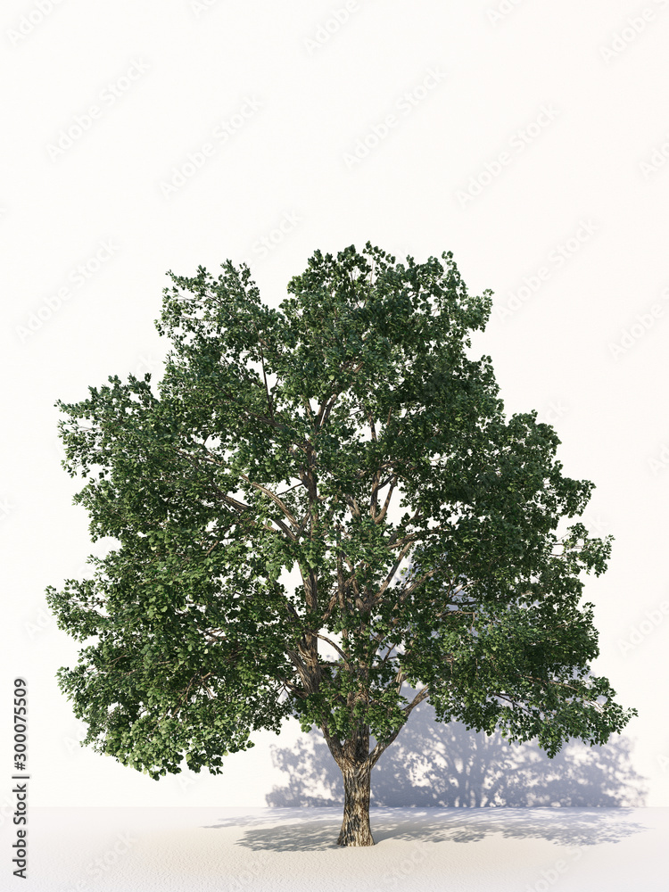 Fototapeta premium Trees isolated on white background, tropical trees isolated used for design, advertising and architecture. 3d rendering