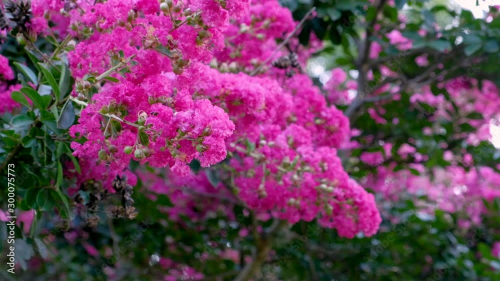 Close up of crape myrtle or Lagerstroemia
