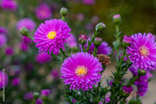 Macro shot of a purple multi-petaled flower with green background