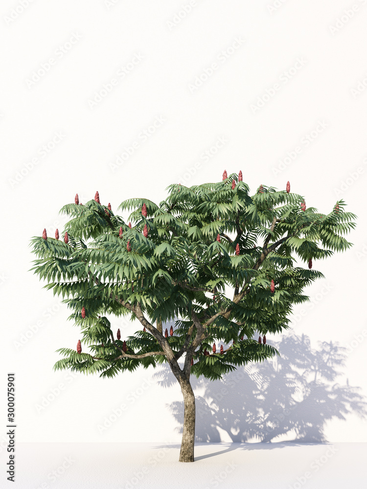 Trees isolated on white background, tropical trees isolated used for design, advertising and architecture. 3d rendering