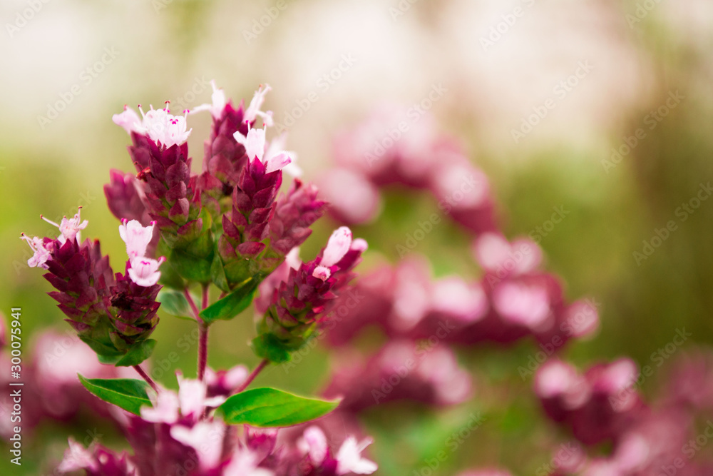 pink flowers in garden (Oregano)