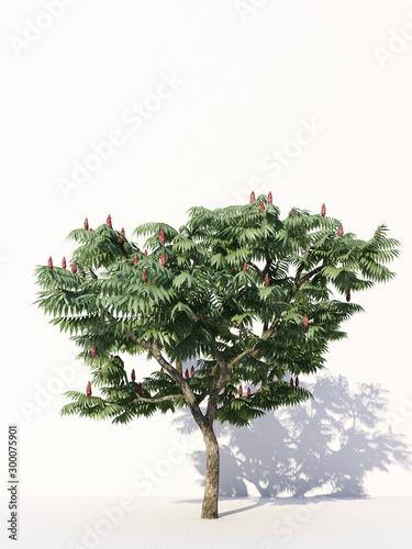 Trees isolated on white background  tropical trees isolated used for design  advertising and architecture. 3d rendering