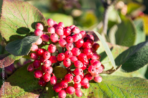 Red berries on bush