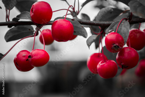 red small apples on a tree like a cherries