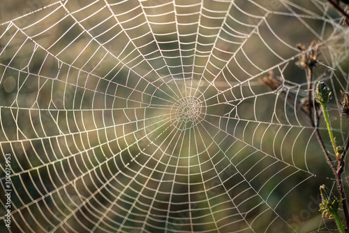 Close-Up of a back lighted spider web with water drops