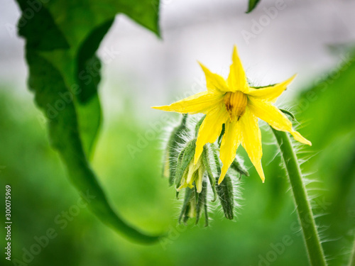 Tomatoes flower on white background