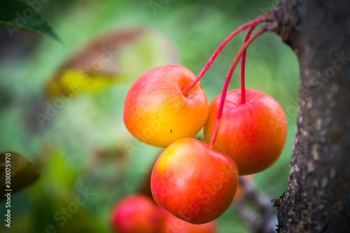 ripe red small apples on the tree like a cherry