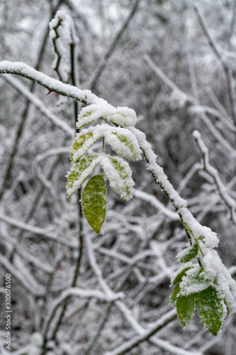 Close-Up of heavy snow on leaves and dry plan parts during winter time in Germany