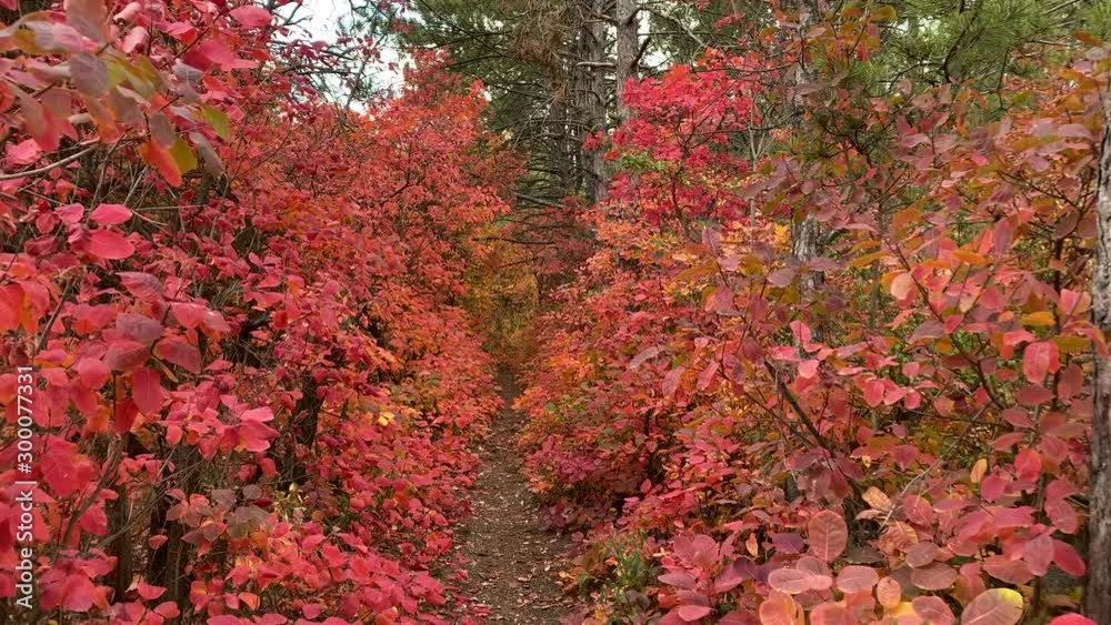 POV walk downhill through the forest in the fall. Trees with colorful red yellow autumn leaves. Crimea, Russia. POV walk downhill through the forest in the fall. Trees with colorful red yellow autumn leaves. Crimea, Russia.