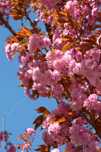 branches of east asian cherry with pink double flowers and young leaves in front of clear sky, pink tree flowers of prunus serrulata or japanese cherry or hill cherry in early spring sun