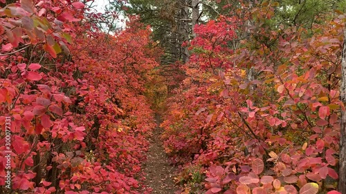 Wallpaper Mural POV walk downhill through the forest in the fall. Trees with colorful red yellow autumn leaves. Crimea, Russia. Torontodigital.ca