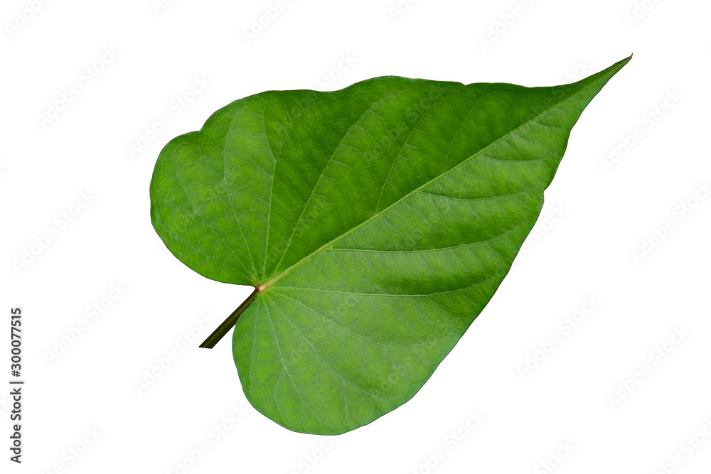 Obraz premium Green leaves on a white background, sweet potato leaves.