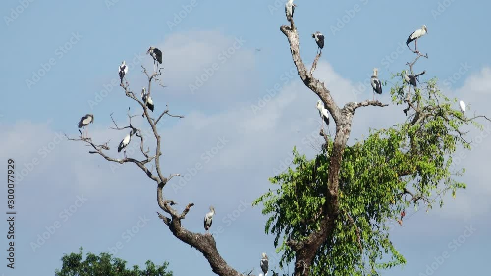 Egret (Ardea alba) on tree in forest a tranquil scenery.Great egret (Ardea alba) on tree. Egret (Ardea alba) on tree in forest a tranquil scenery.Great egret (Ardea alba) on tree.