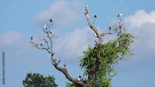 Egret (Ardea alba) on tree in forest a tranquil scenery.Great egret (Ardea alba) on tree.