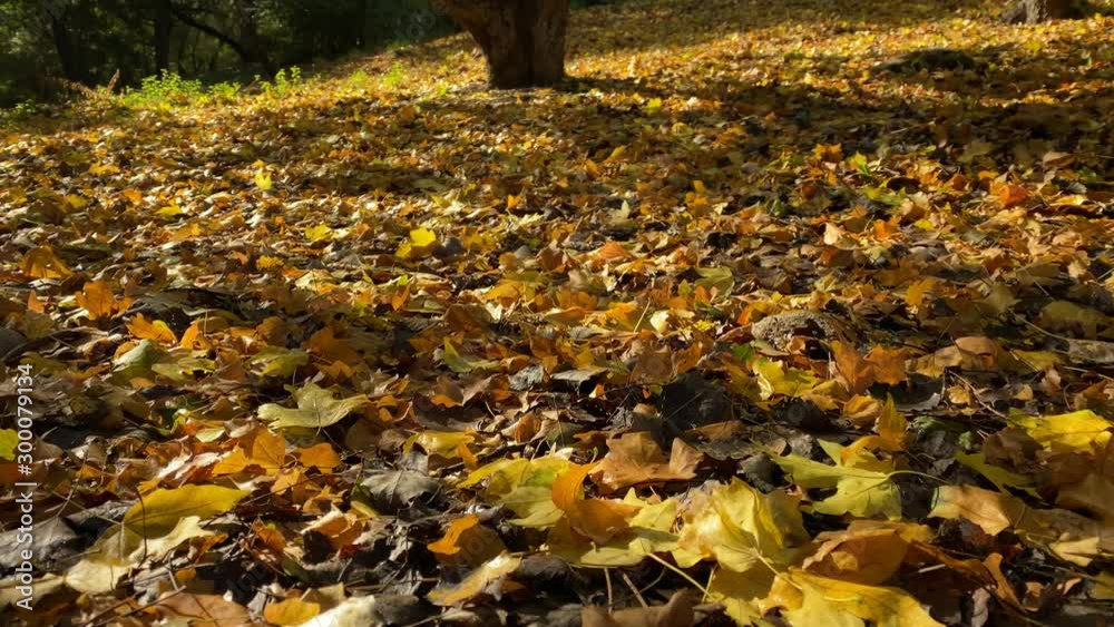 POV walk on yellow fallen leaves in sunny autumn park in the morning. POV walk on yellow fallen leaves in sunny autumn park in the morning.