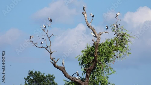 Egret (Ardea alba) on tree in forest a tranquil scenery.Great egret (Ardea alba) on tree.