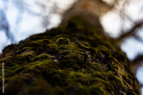 green moss on a tree