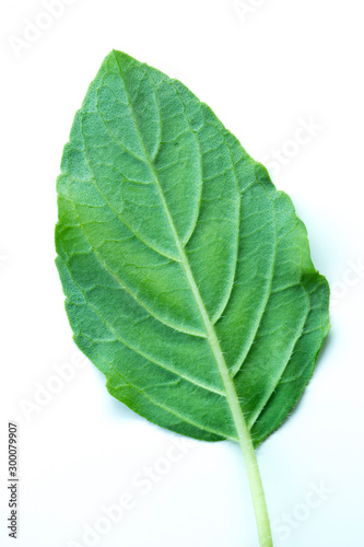 Basil leaves on a white background.