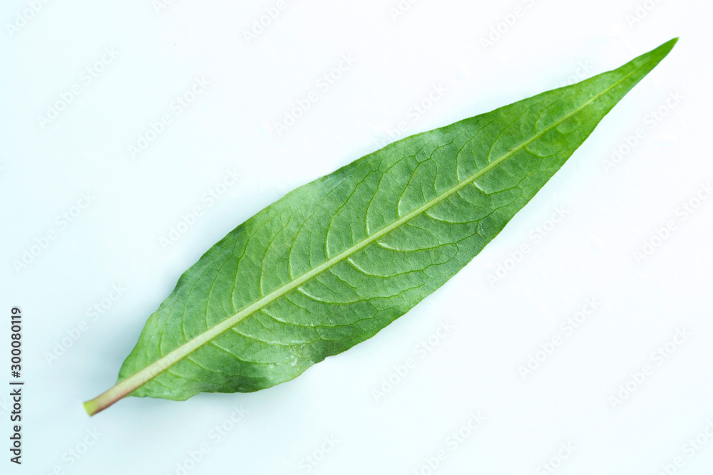 Fototapeta premium Green leaves on a white background, Persicaria odorata